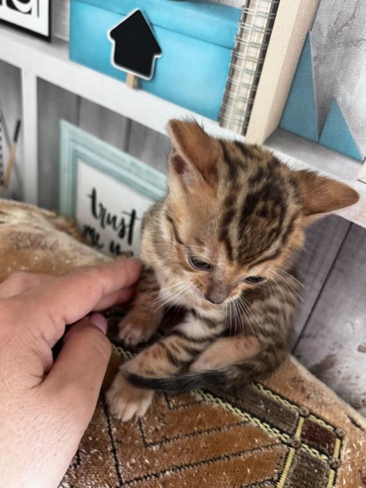 Продам бенгальских котят