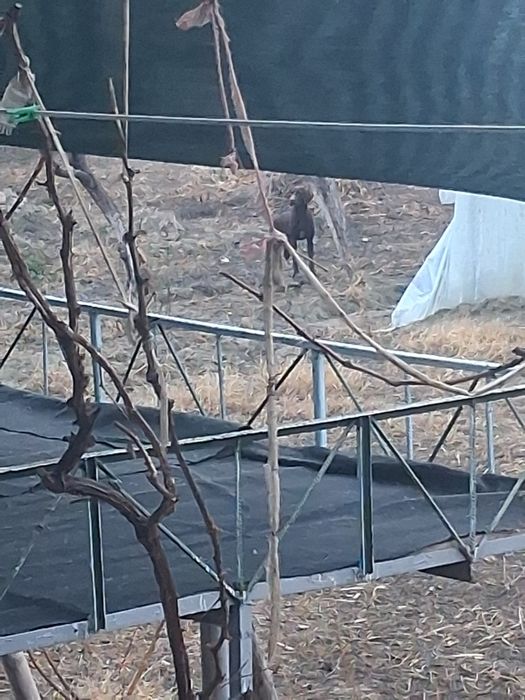 Lablador Ovchi it tekinga bolasi bilan