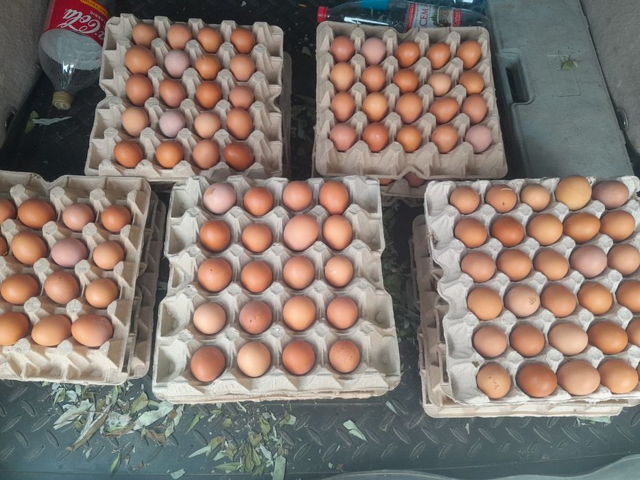 Несушка тауықтар ломан браун