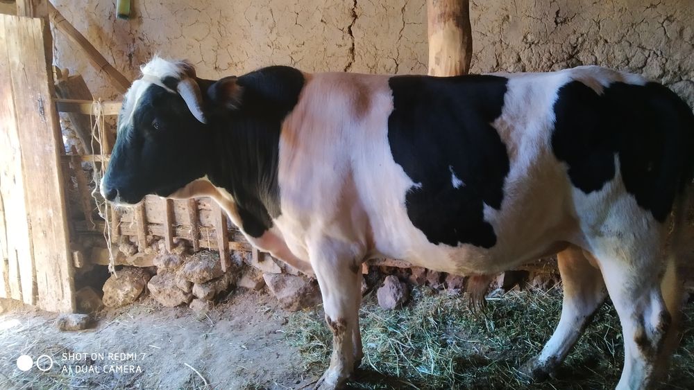 Buqa sotiladi 2 ta