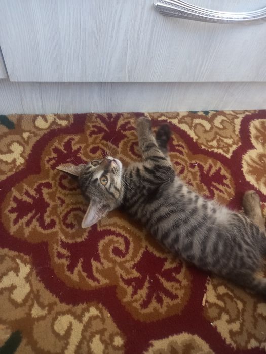 Пышыклар таркатылады