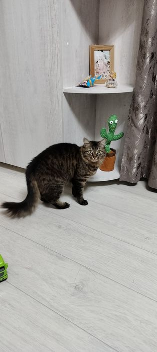 Отдам в хорошие руки кошку