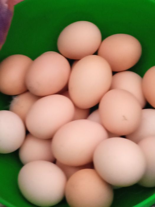 Продаются яйца брамы