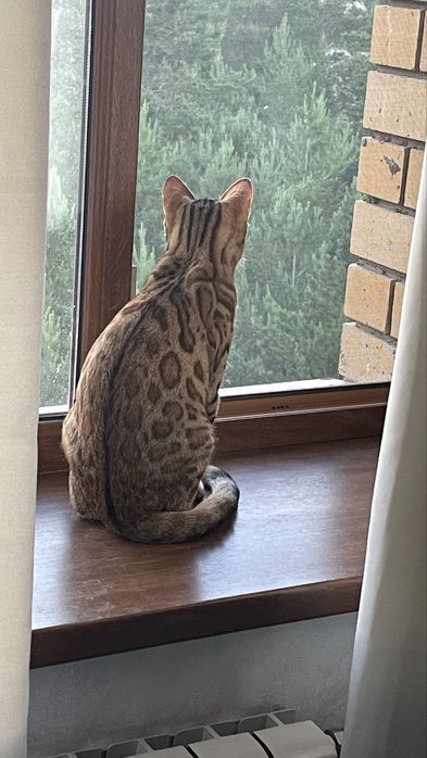 Отдам кота бенгала