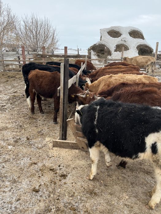 Баспактар сатылады