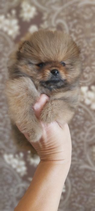 Шпицы рыжие готовы  к переезду