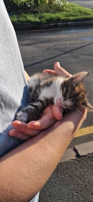 Отдам котенка 1 месяц
