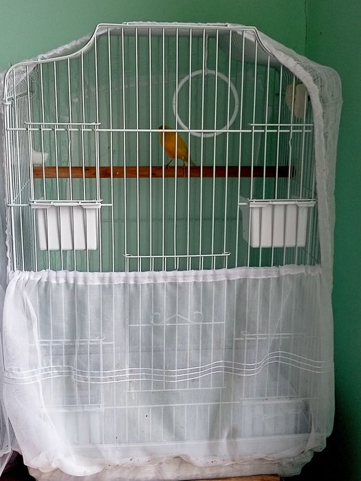 Певчий кенар жёлтого цвета