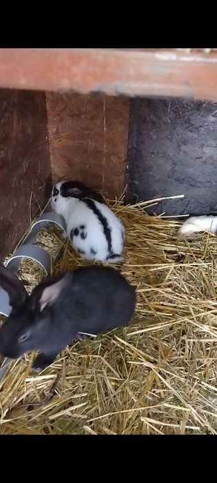 Două perechi de fluture german