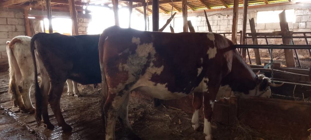 vand vaci juninci si vitele