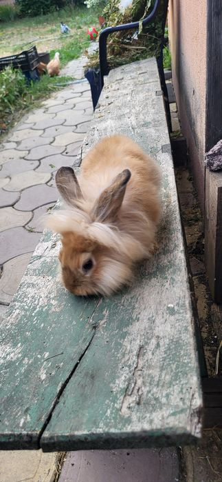 Mascul iepuras cap de leu pitic