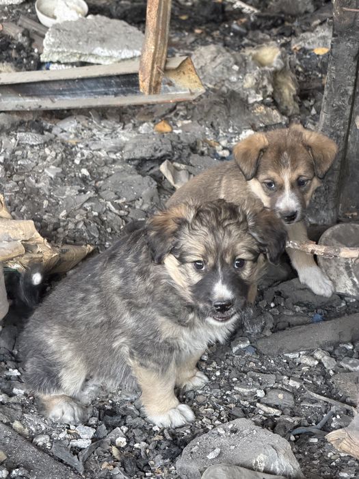 Щенята в добрые руки Алматы