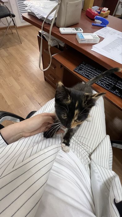 Котенка в хорошие руки