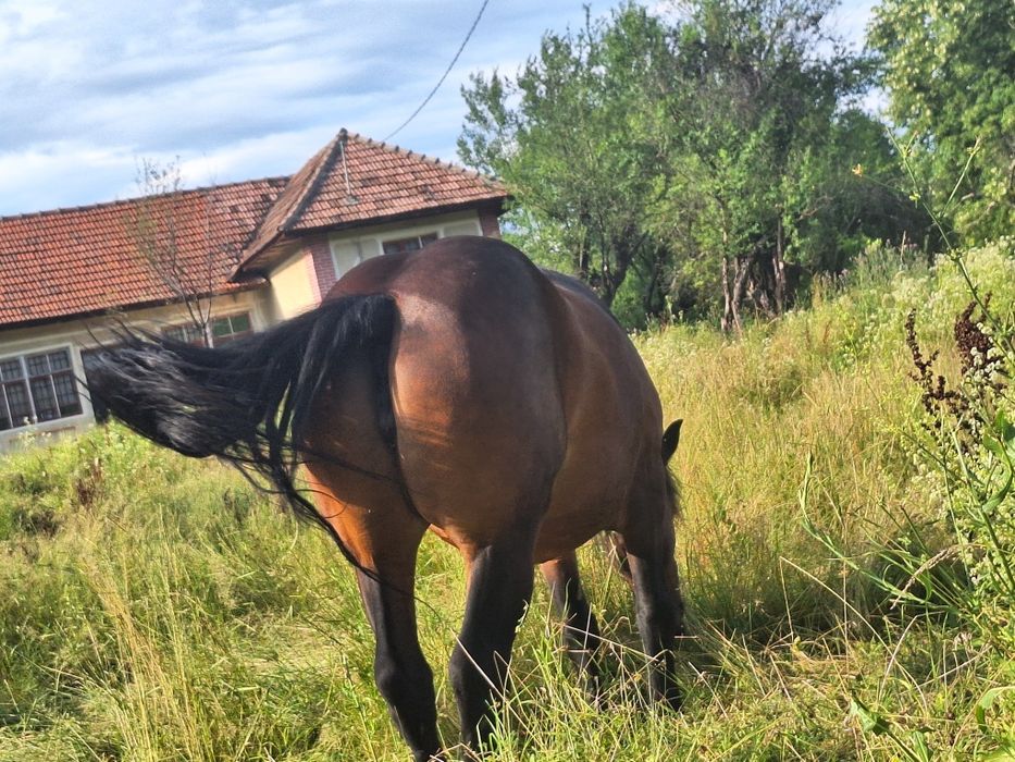 Doua Iepe de vânzare