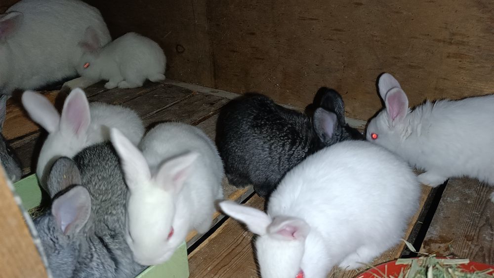 Quyonchala sotiladi 1 oyli ovqat yidi