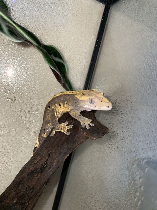 Crested Gecko adulti