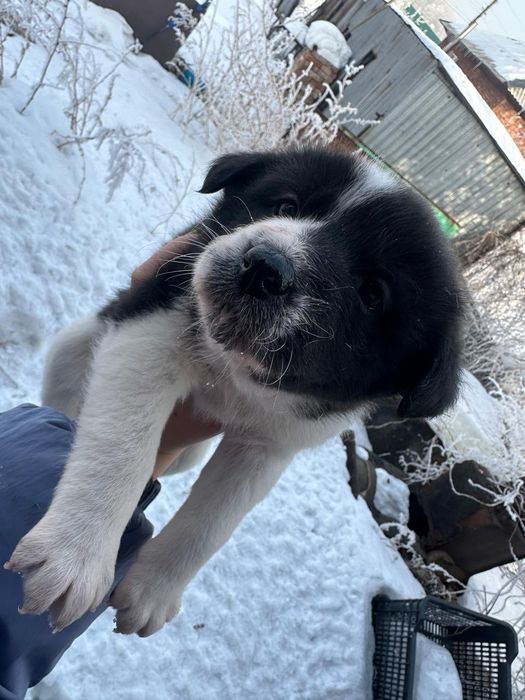 Отдам щенков в добрые руки