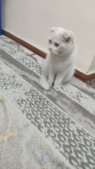 Sotiladi srochni skotsh fold