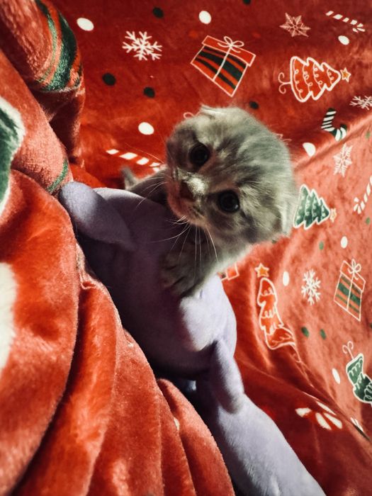 Продаются котята