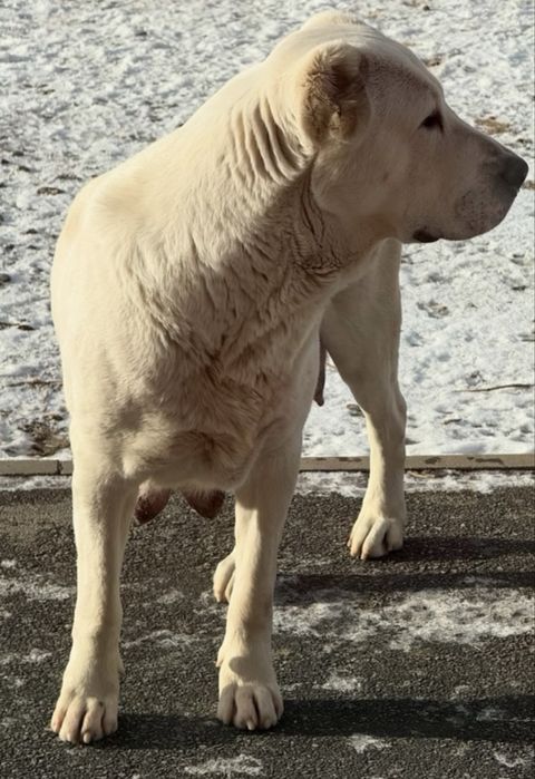 Күшіктер сатылады алабай