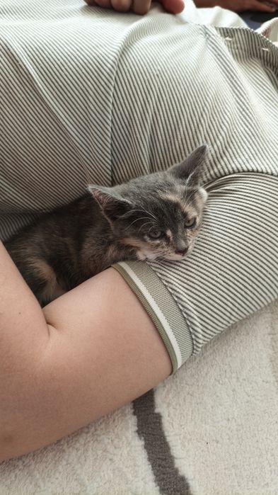 Чиловые котята в добрые руки :)