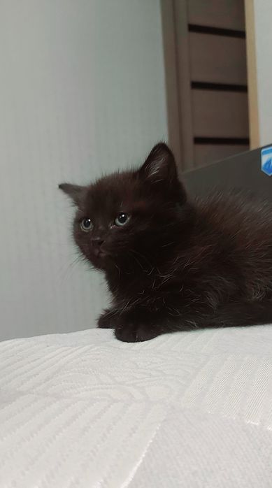 Котёнок Девочка В Добрые Руки