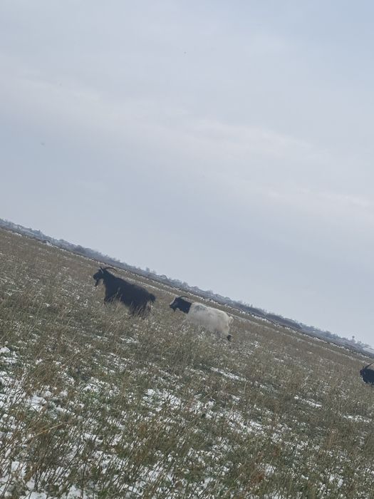 De vazare capre tinere