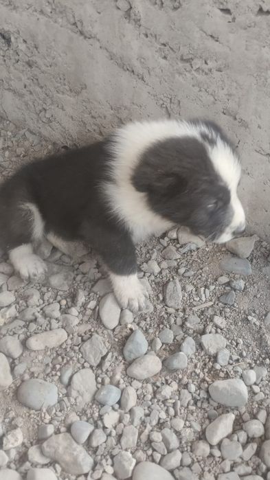 Продам щенят Алабая