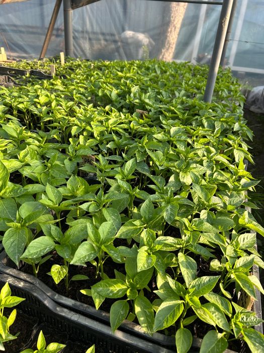 Рассада в ассортименте