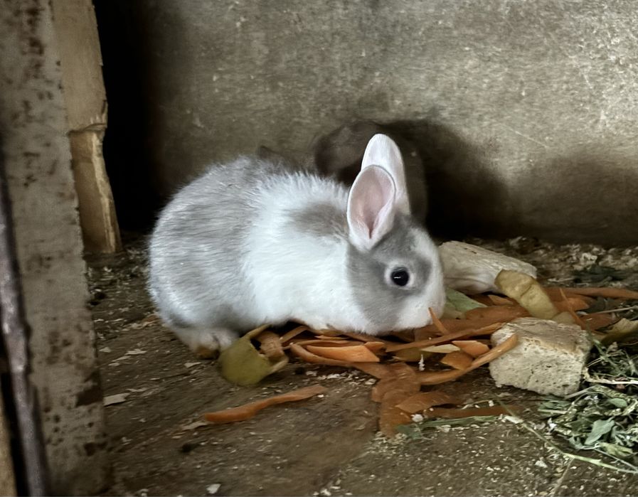 Продаются крольчата