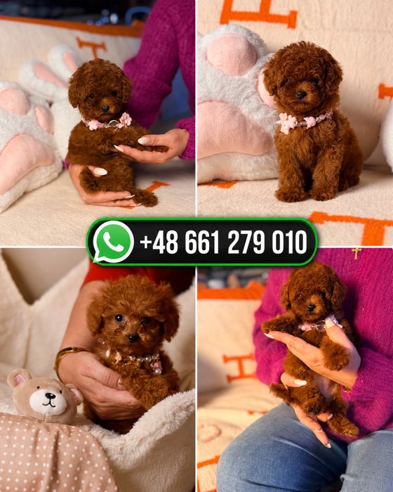 Истински Teacup Poodle – Гарантирано малък размер, Premium качество