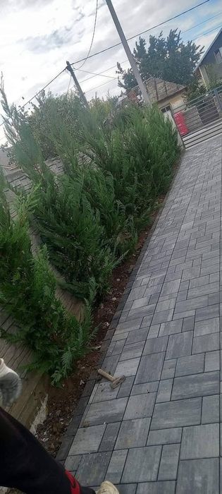 Chiparos Leylandii este un conifer de talie medie, din familia Cupress