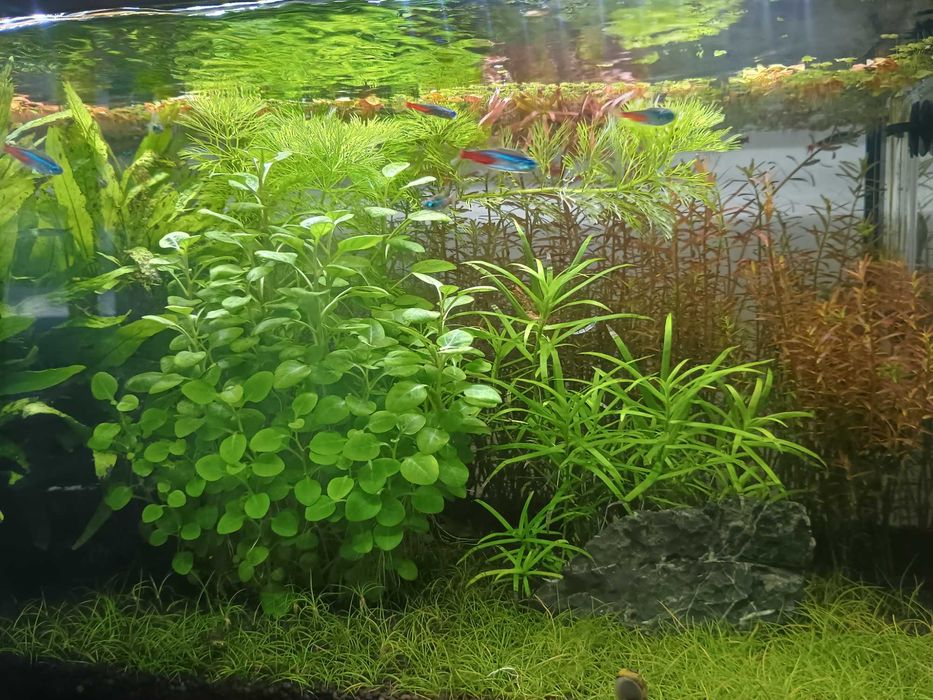 Acvariu 54L + Accesorii