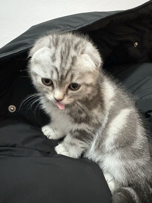 Шотландская вислоухая