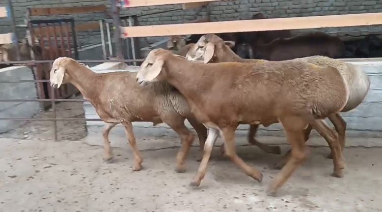 Эдилбай кучкорлари