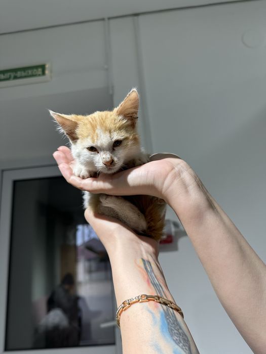 Отдам котенка в добрые руки