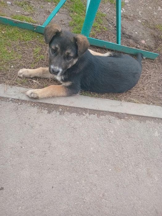 Отдадим щенка в добрые руки