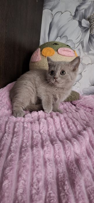 Британцы котята с документами