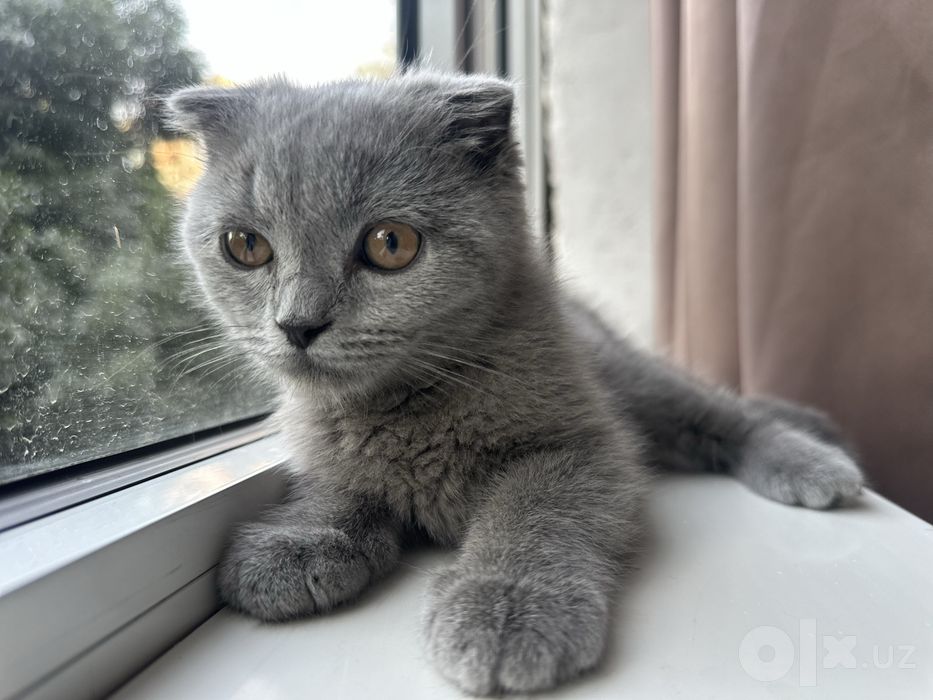Котенок. Шотландский вислоухий мальчик, 3 месяца