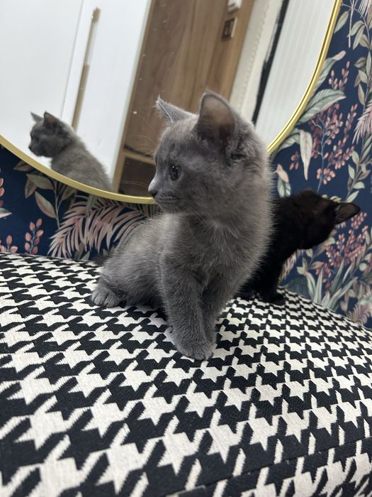 Отдам в добрые руки котят.