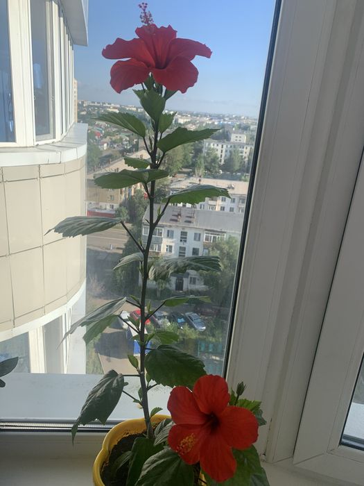 Комнатная растение