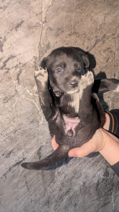 Щенки мальчики ищут дом