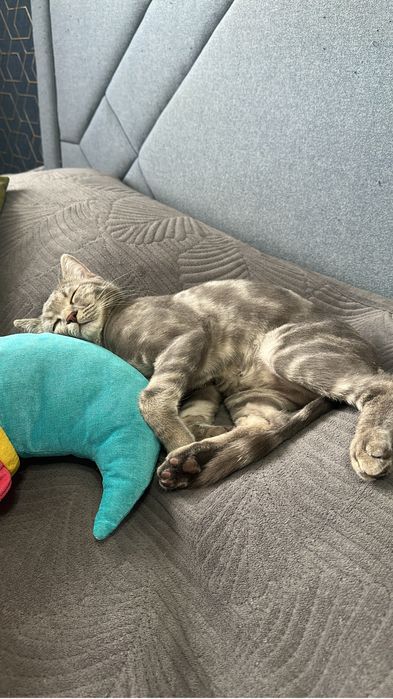 Отдам котика в добрые руки