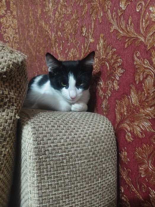 Отдам котят, бесплатно