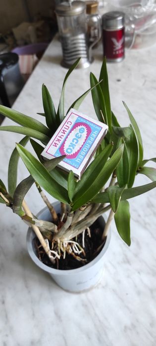 Орхидея Дендробиум!