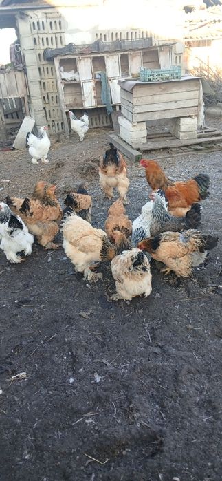 Ouă de găini brahma