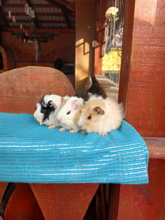 Pui de porcușori de Guineea