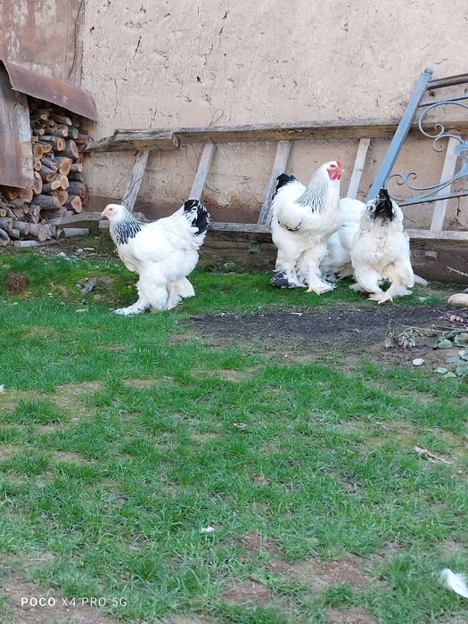 Светлый Брама тухумлари.