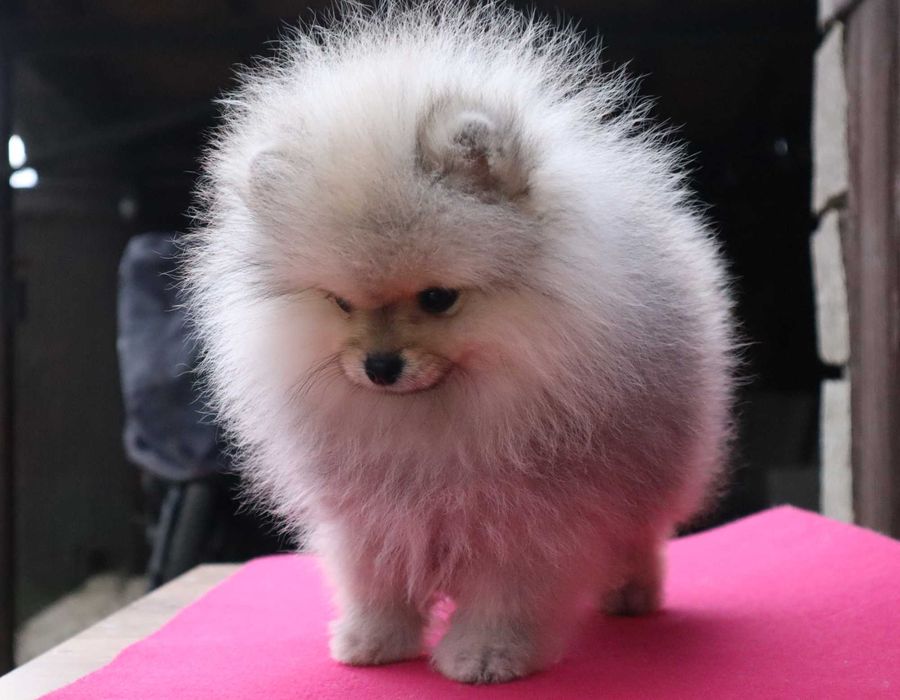 Миниатюрно момиченце померан с родословие FCI