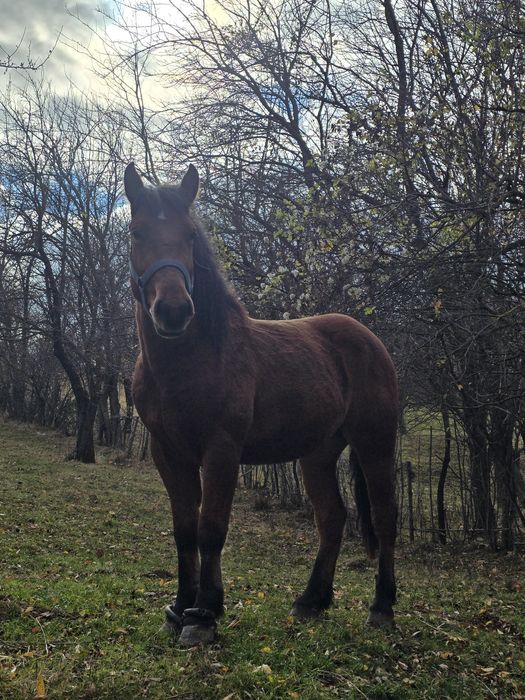 Vand cârlan de 2 ani jumate